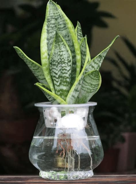 室內水生植物盆栽|水種新手入門指南：15 種室內水種植物推薦 